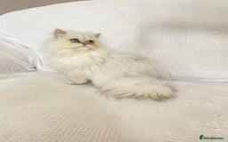 Persian cats for sale: Female persian chinchilla ready! - Image 1