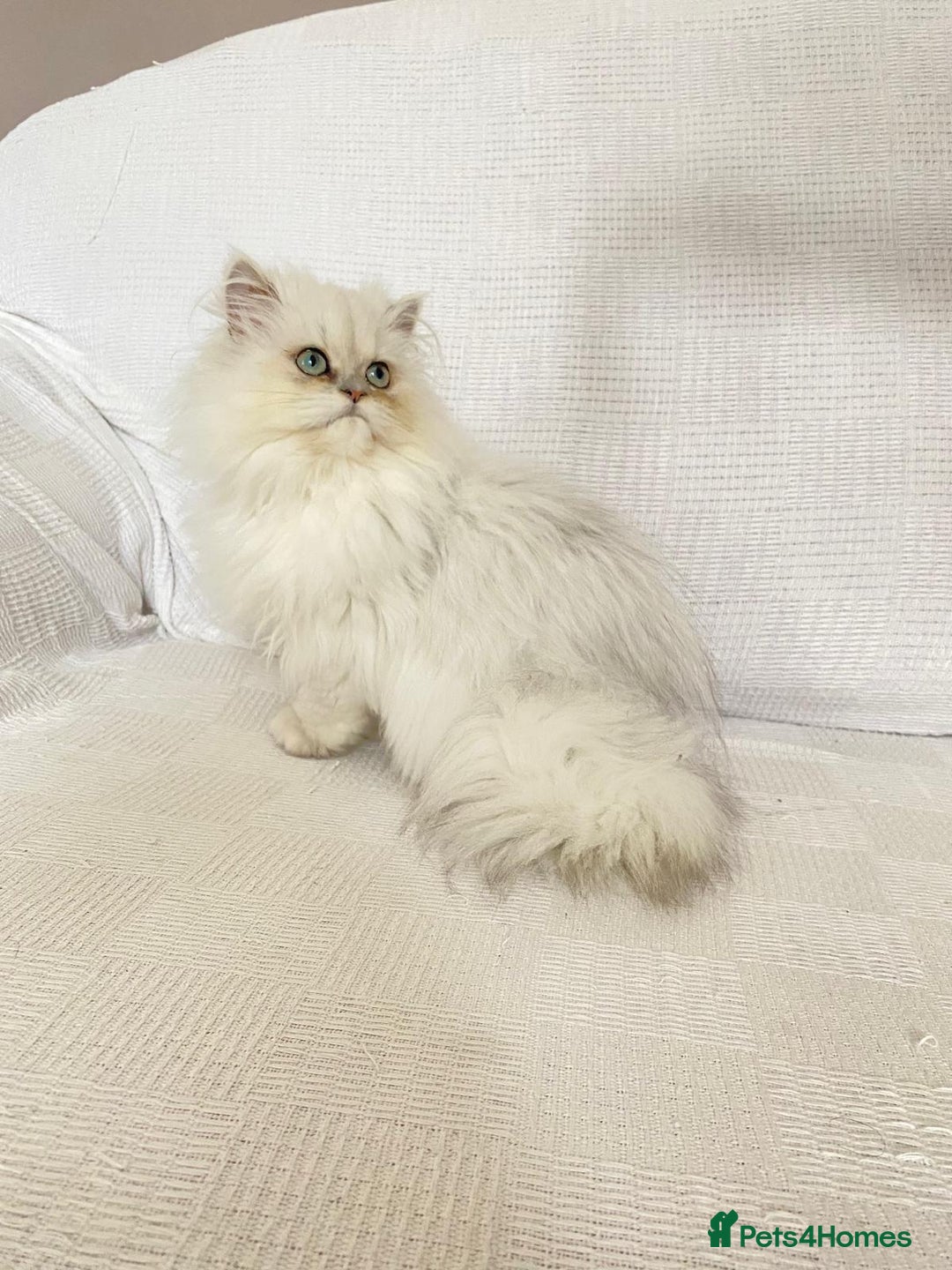 Persian cats for sale: Female persian chinchilla ready! - Image 1