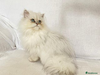 Persian cats - Advert 1
