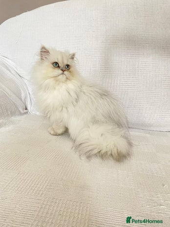 Persian cats - Advert 1