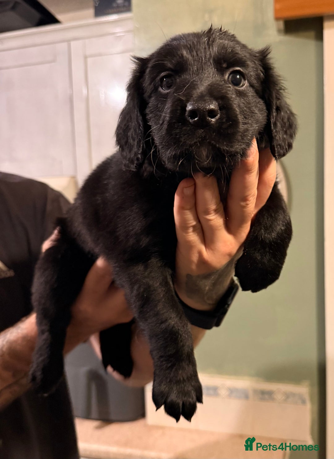 Mixed Breed dogs for sale: Border collie x cocker spaniel  - Advert 6