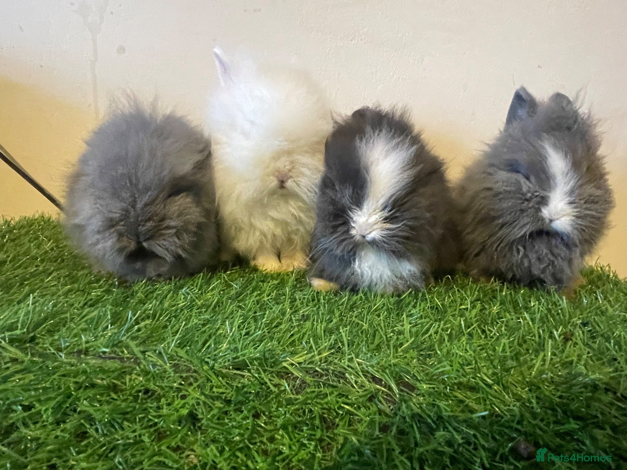 Lionhead rabbits Stunning Boys 💙💙❤️ - Advert 4
