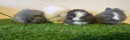 Lionhead rabbits for sale: Stunning girl❤️ - Advert 3