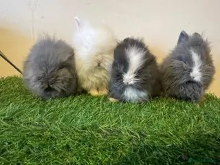 Lionhead rabbits Stunning Boys 💙💙❤️ - Advert 4