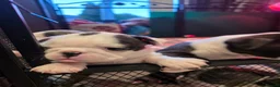 Boston Terrier dogs for sale: Health-Tested KC Registered Boston Terrier Puppies - Advert 27