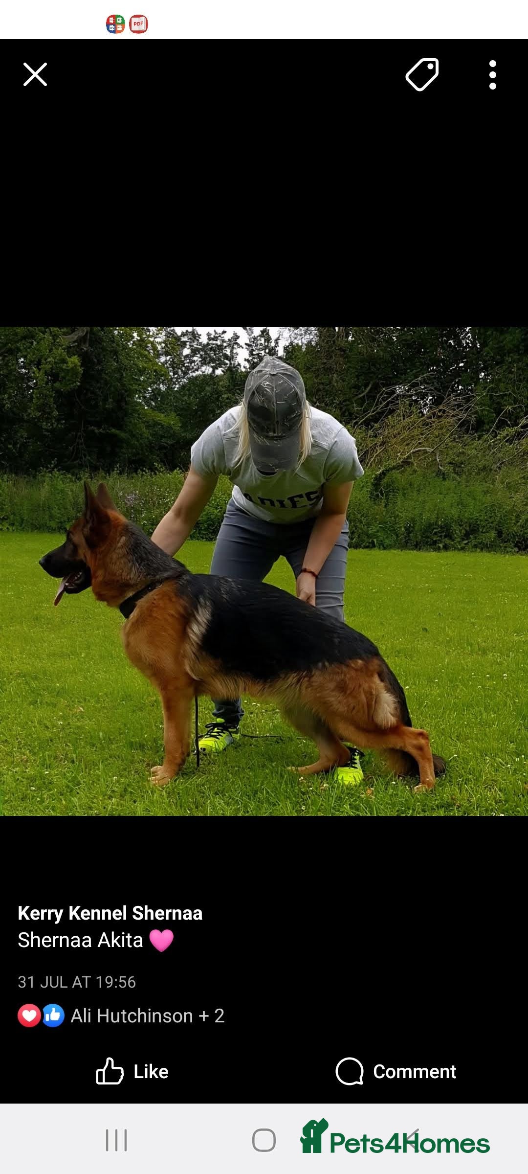 German Shepherd dogs for sale: Superb litter from up coming Top German Male  - Image 3