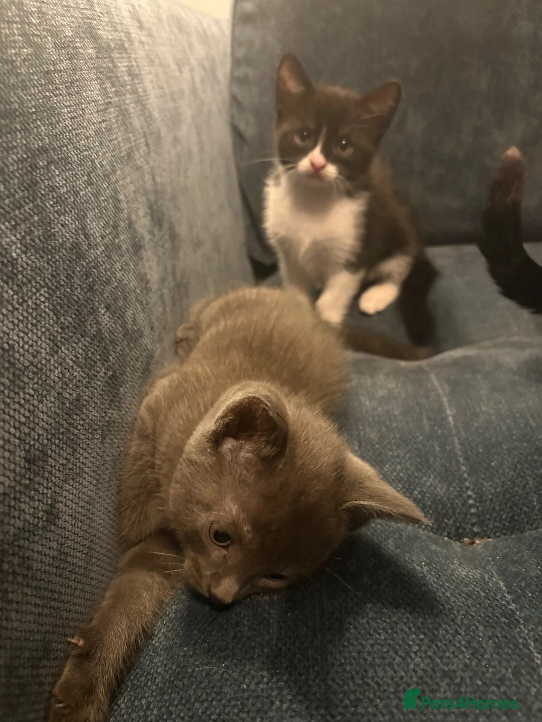 Mixed Breed cats for sale: 3 Female kittens  - Advert 5