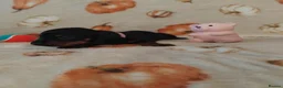 Miniature Dachshund dogs for sale: Miniat Dachshund puppy READY TO LEAVE  - Advert 16