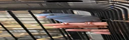 Parrots birds for sale: Stunning Parrots/Parakeets/Amazons  - Advert 7