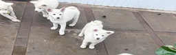 Japanese Akita Inu dogs for sale: Japanese Akita Puppies  - Advert 26
