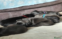 Mixed Breed dogs for sale: Frenchie x Lab Puppies - Image 5