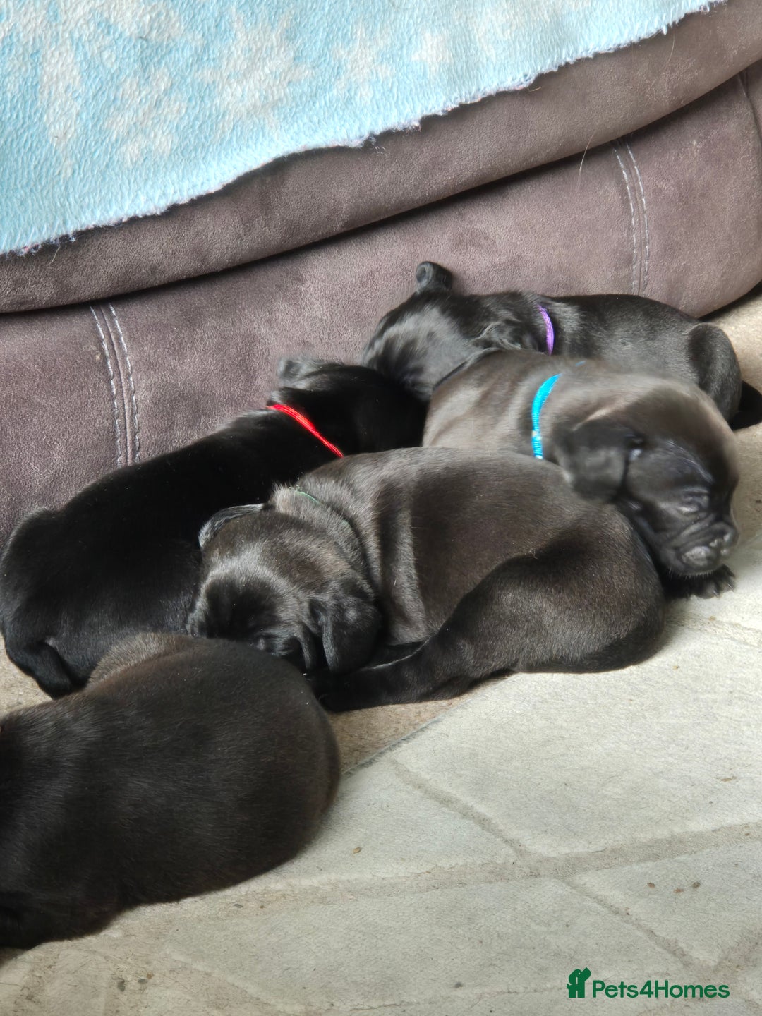 Mixed Breed dogs for sale: Frenchie x Lab Puppies - Image 5