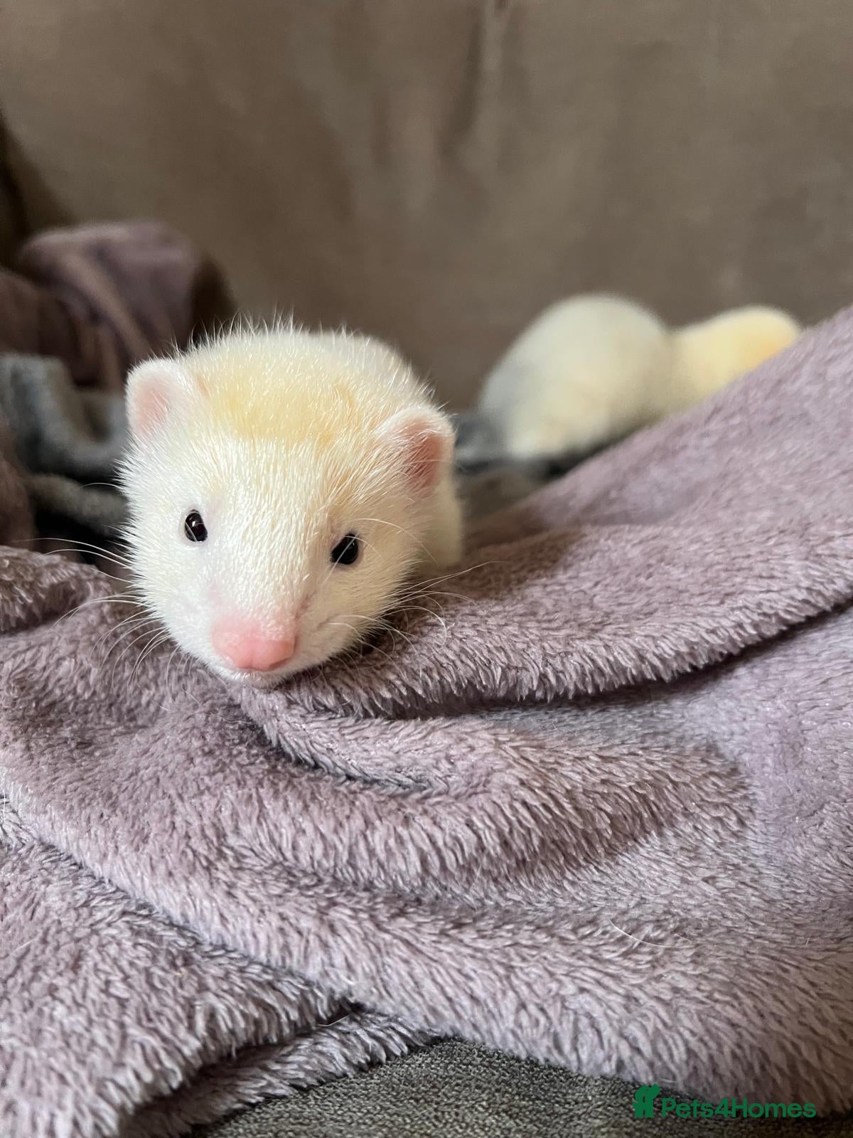 Ferret rodents for sale: Adorable Baby Ferrets  - Advert 4