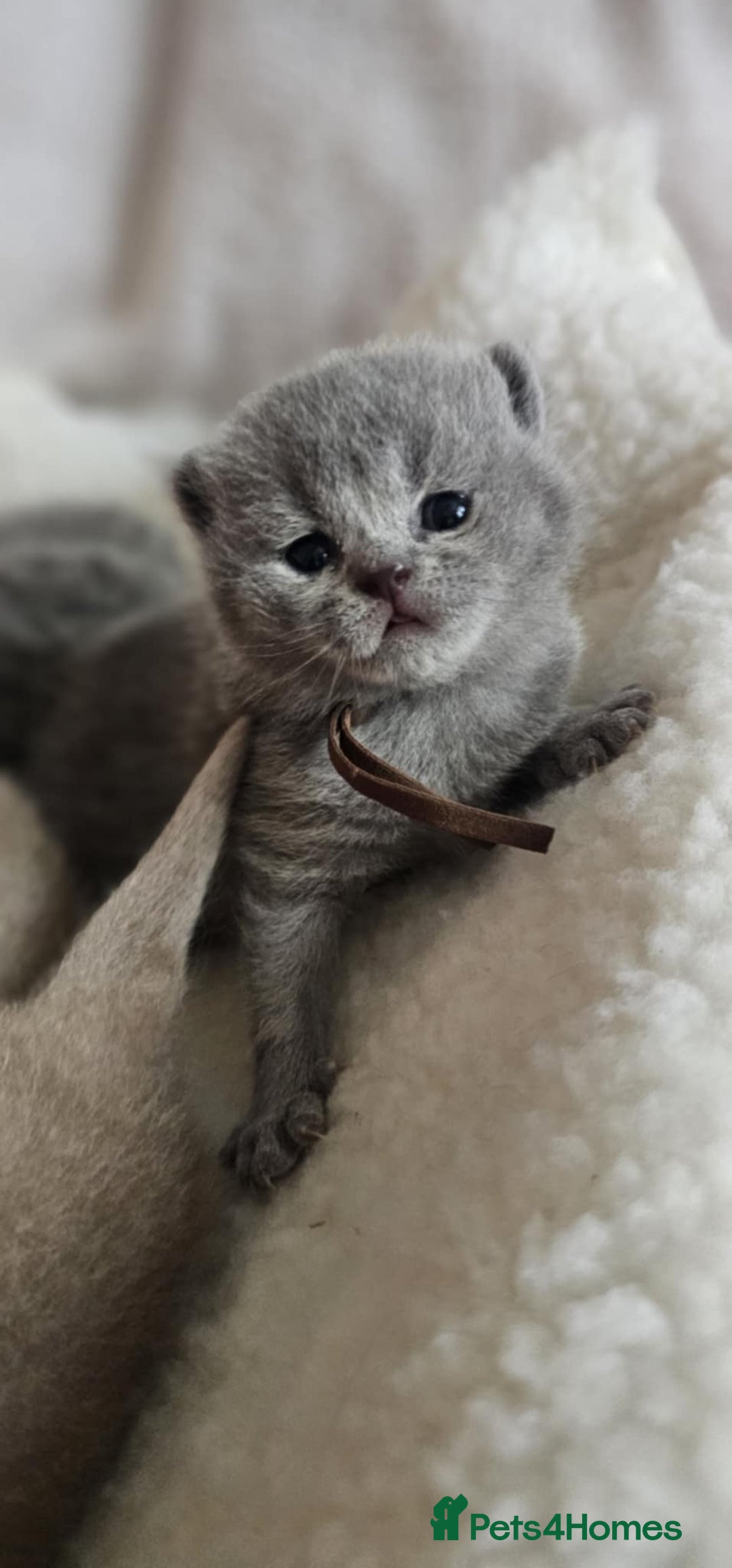 British Shorthair cats for sale: High-Quality British Shorthair Kittens GCCF🐾 - Advert 4