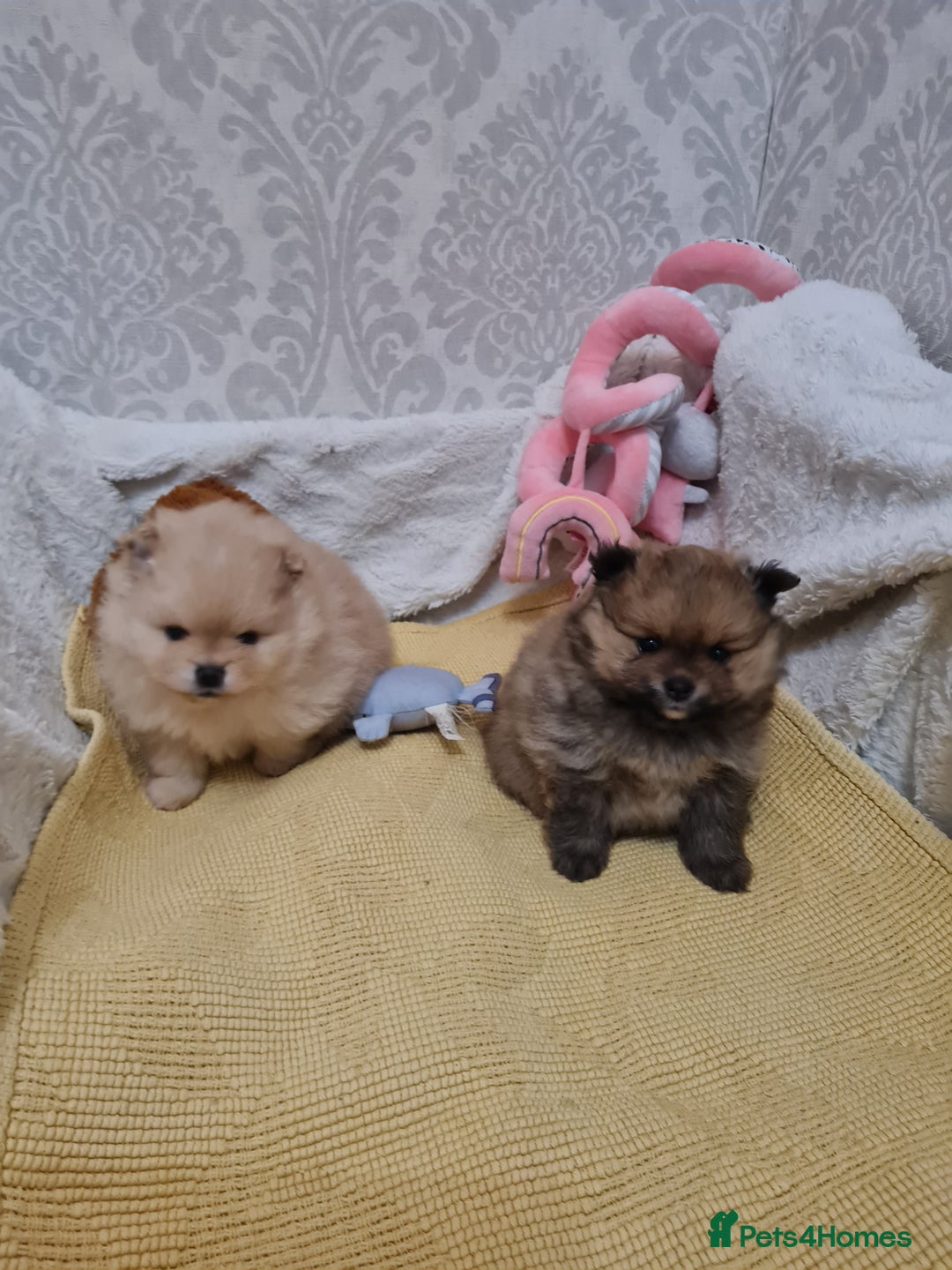 Pomeranian dogs for sale: Pomeranian Puppies  - Advert 6
