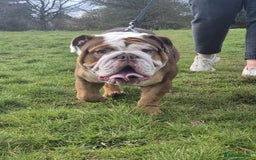 English Bulldog dogs for stud: Our beautiful Simba  in Newcastle - Image 4