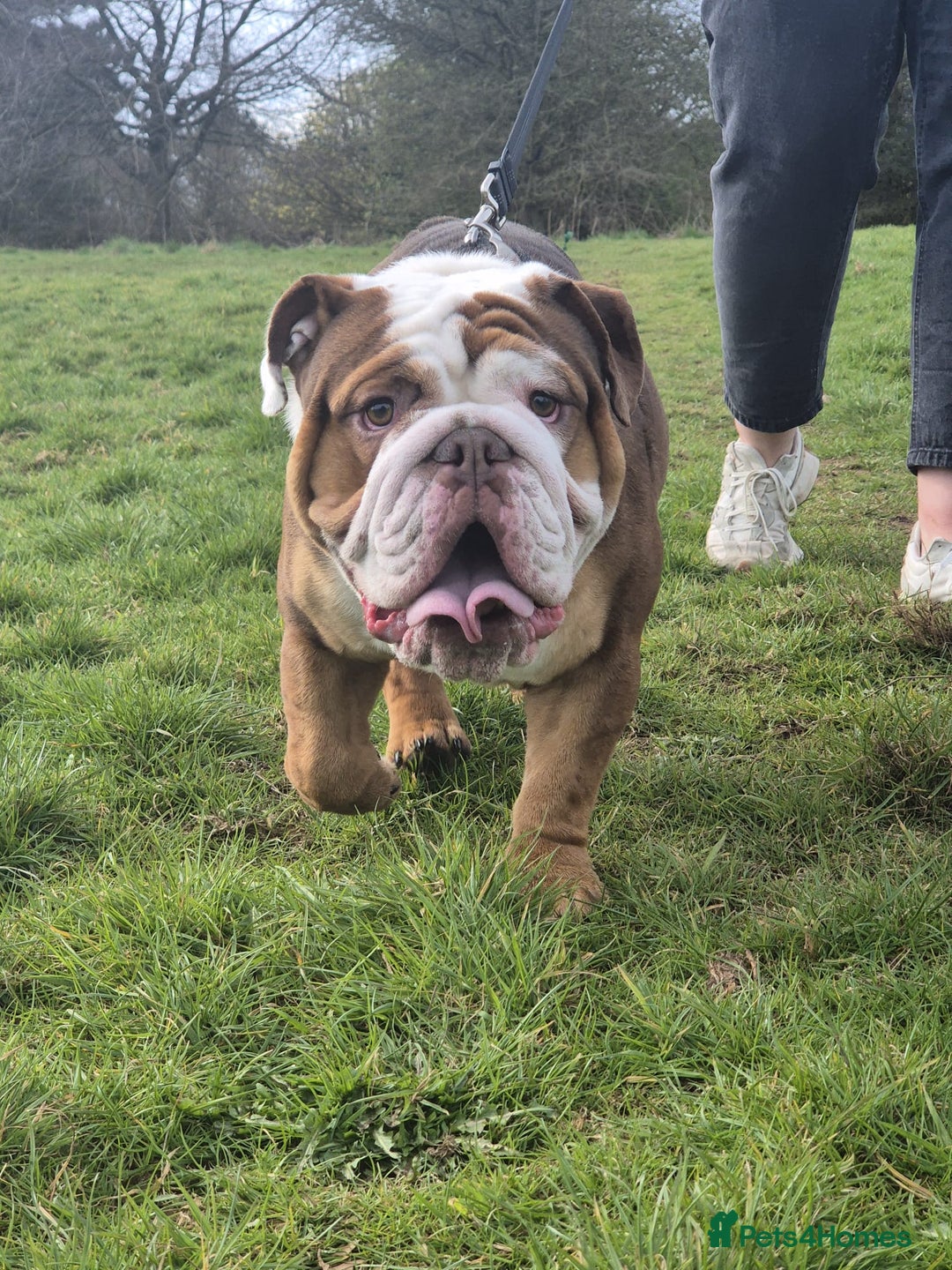 English Bulldog dogs for stud: Our beautiful Simba  in Newcastle - Image 4