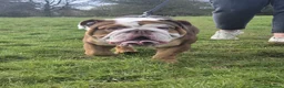English Bulldog dogs for stud: Our beautiful Simba  - Advert 4