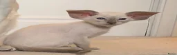 Oriental cats for sale: Stunning GCCF Reg. Lilac Point Siamese Boys - Advert 9