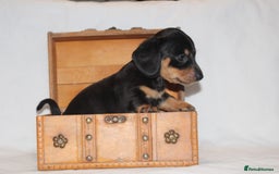 Miniature Dachshund dogs for sale: 🐾❤️ Precious Miniature Dapple Dachshunds ❤️🐾 - Image 8