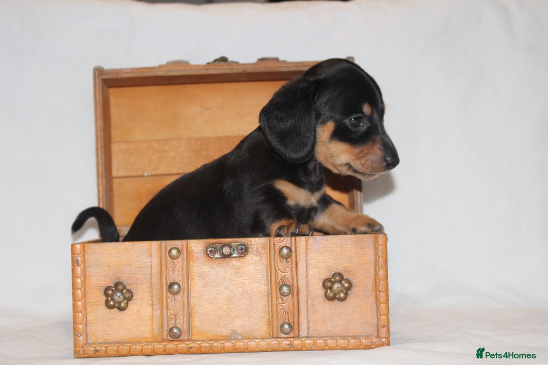Miniature Dachshund dogs for sale: 🐾❤️ Precious Miniature Dapple Dachshunds ❤️🐾 - Image 8