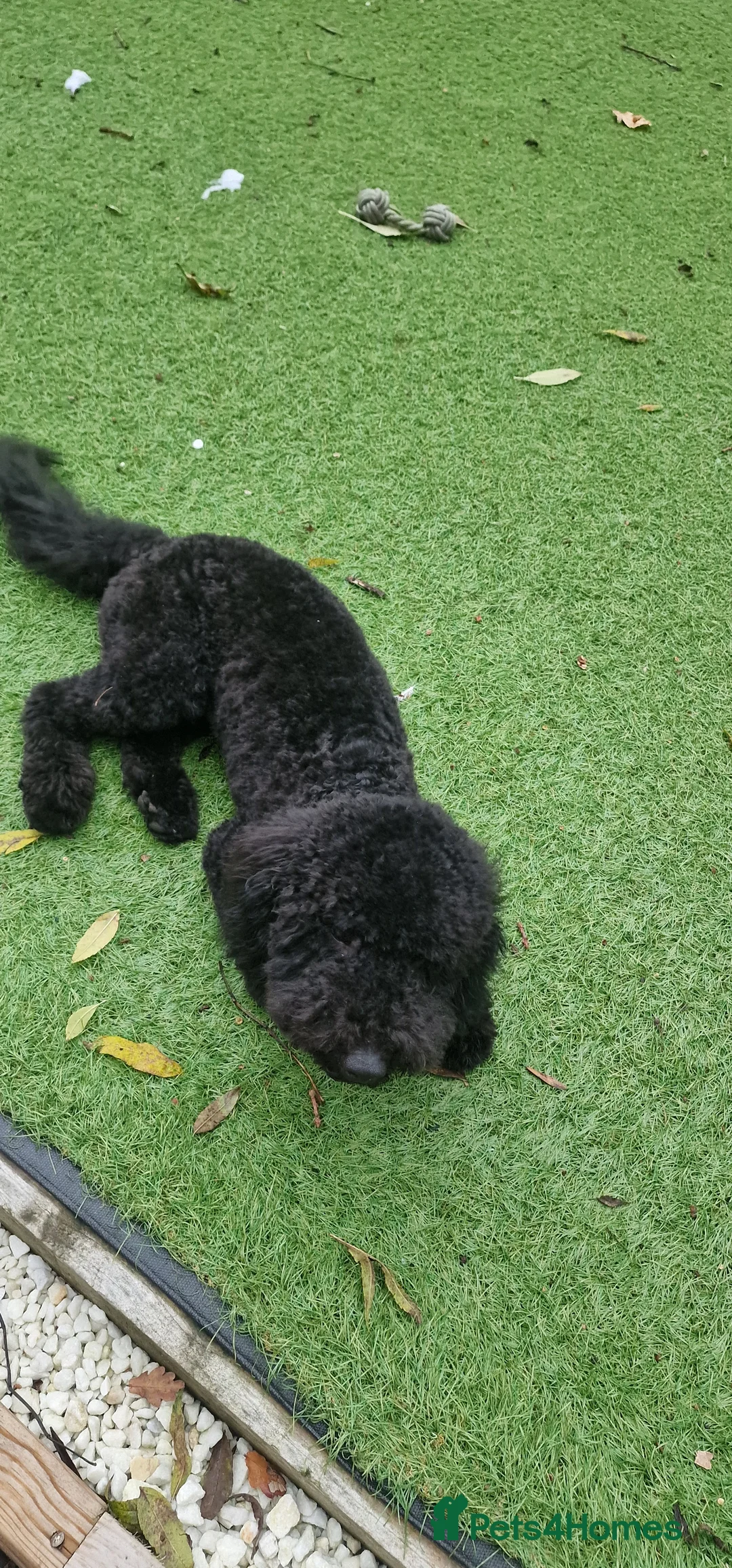 Cockapoo dogs for sale: Looking to rehome our Pup 'ROSCOE 9month old male  - Advert 7