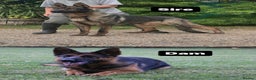 German Shepherd dogs for stud: Working line german shepherd ( RHAEGAR ) in Manchester - Advert 6