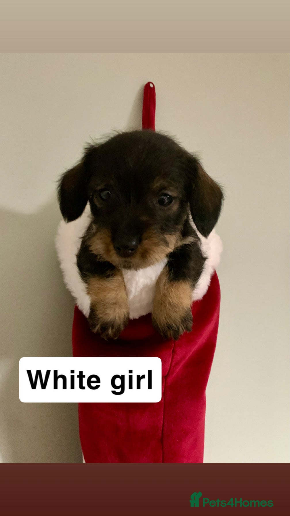 Miniature Dachshund dogs Miniature wirehaired daschunds - Advert 3