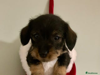 Miniature Dachshund dogs Miniature wirehaired daschunds - Advert 1