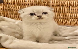British Shorthair cats for sale: 🧸EXCEPTIONAL QUALITY PURE BREED BSH TEDDY BEARS🧸 - Advert 8