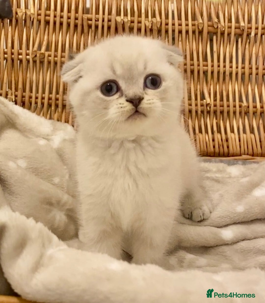 British Shorthair cats for sale: 🧸EXCEPTIONAL QUALITY PURE BREED BSH TEDDY BEARS🧸 - Advert 8