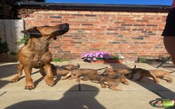 Rhodesian Ridgeback dogs for sale: Pedigree Ridgeback Puppies - READY FOR VIEWING in Scunthorpe - Image 21