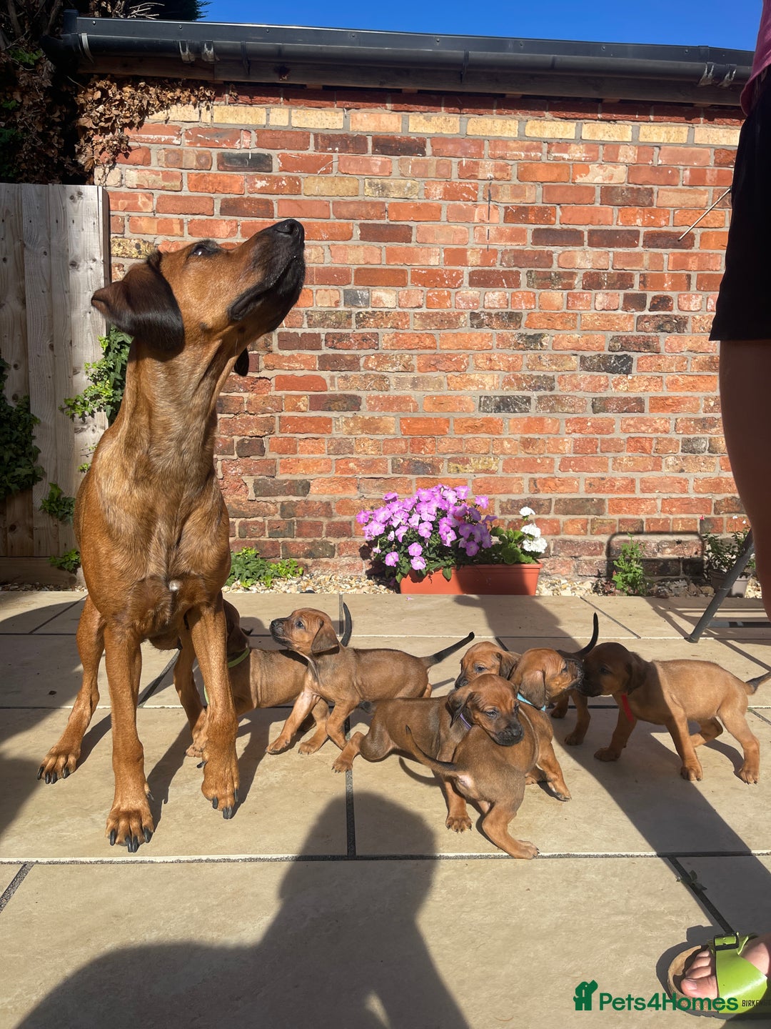 Rhodesian Ridgeback dogs for sale: Pedigree Ridgeback Puppies - READY FOR VIEWING in Scunthorpe - Image 21