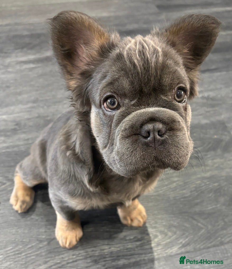 French Bulldog dogs Top quality Fluffy French bulldogs  - Advert 13