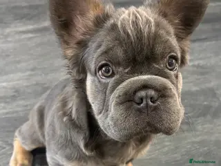 French Bulldog dogs Top quality Fluffy French bulldogs - Advert 13