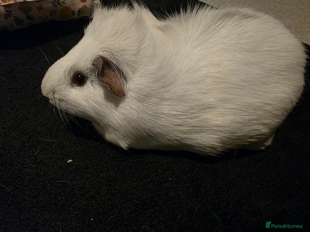 Guinea Pig rodents for sale: Female gunuie pig  - Image 2