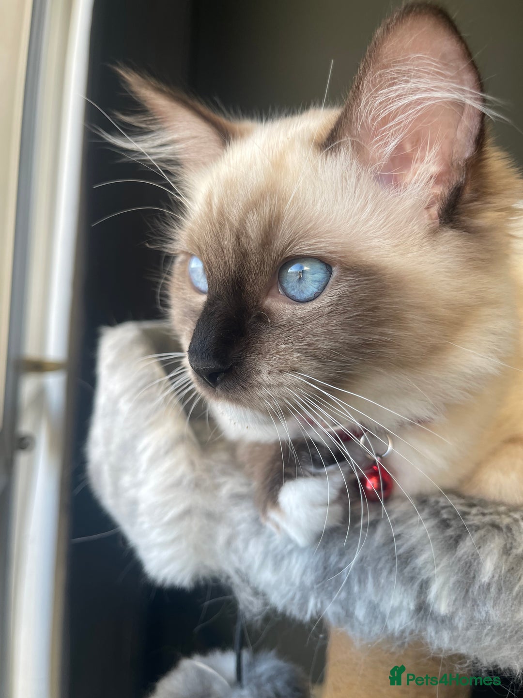 Ragdoll cats for sale: 3 beautiful ragdoll kittens  - Advert 1