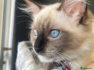 Ragdoll cats 3 beautiful ragdoll kittens - Advert 1