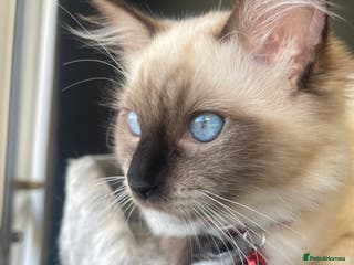 Ragdoll cats 3 beautiful ragdoll kittens - Advert 14