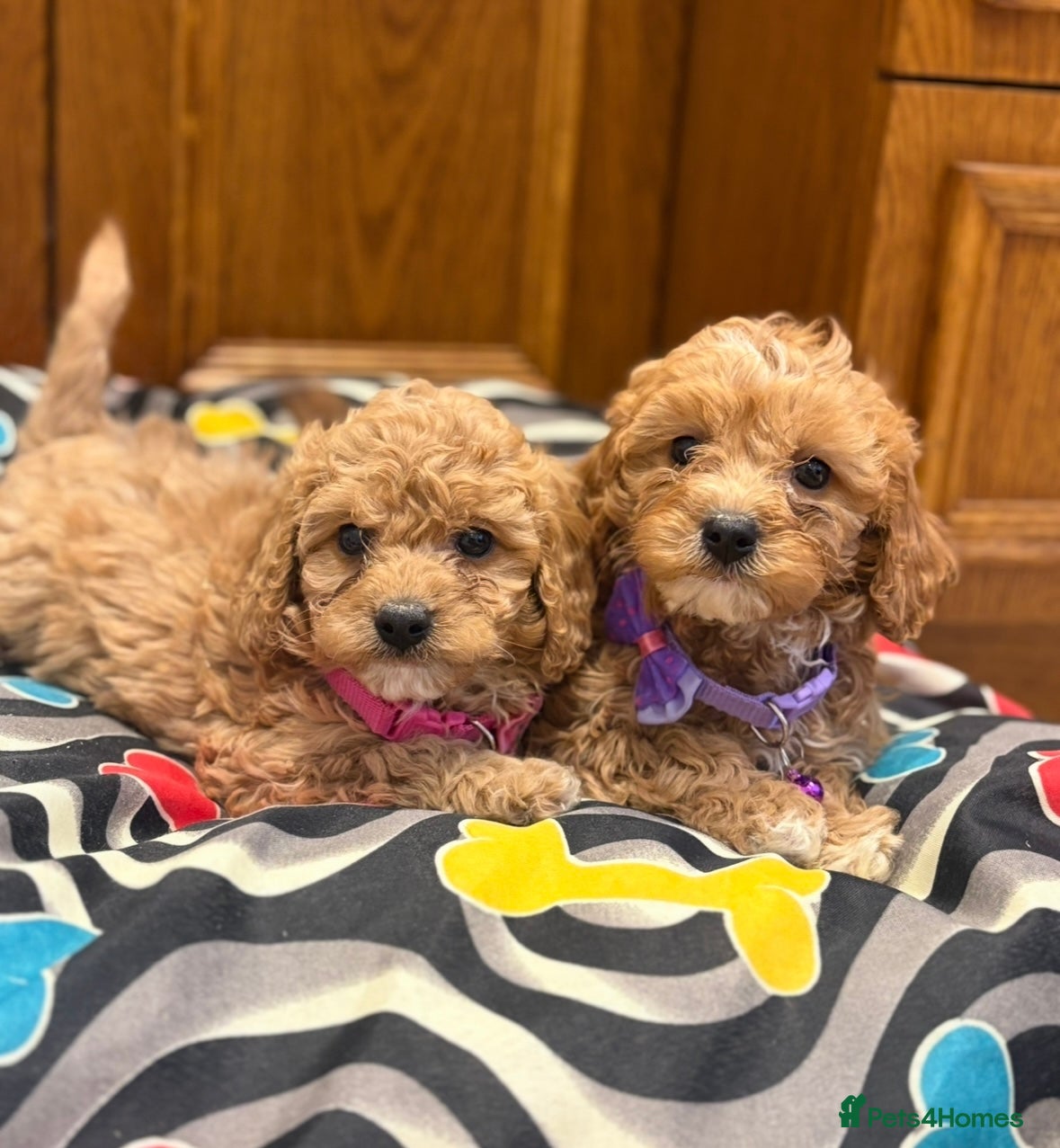 Cavapoo dogs Beautiful red Cavapoo pups exquisite health lines - Advert 1
