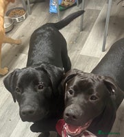 Mixed Breed dogs - Advert 1