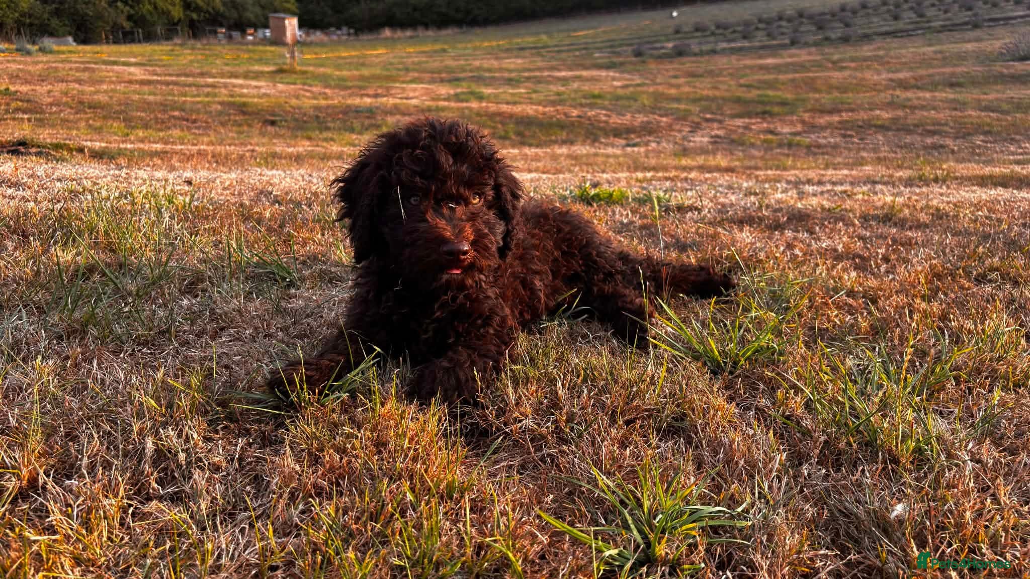 Spanish Water Dog dogs Spanish water dog - Advert 2
