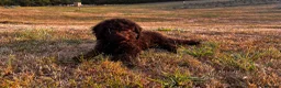 Spanish Water Dog dogs for sale: Spanish water dog - Advert 1