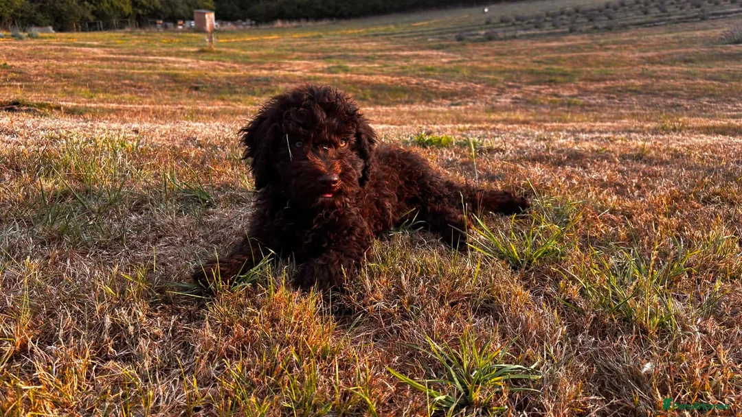 Spanish Water Dog dogs for sale: Spanish water dog - Advert 1
