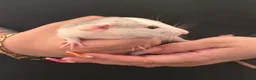 Rat rodents for sale: Baby Dumbo rats 6 x Boys 9 x Girls  - Advert 10