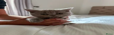 British Shorthair 5