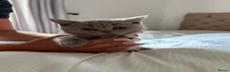 British Shorthair cats for sale: Beautiful litter of British short hair kittens - Advert 6
