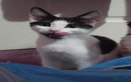 Mixed Breed cats for sale: Older Kittens for sale - Image 2