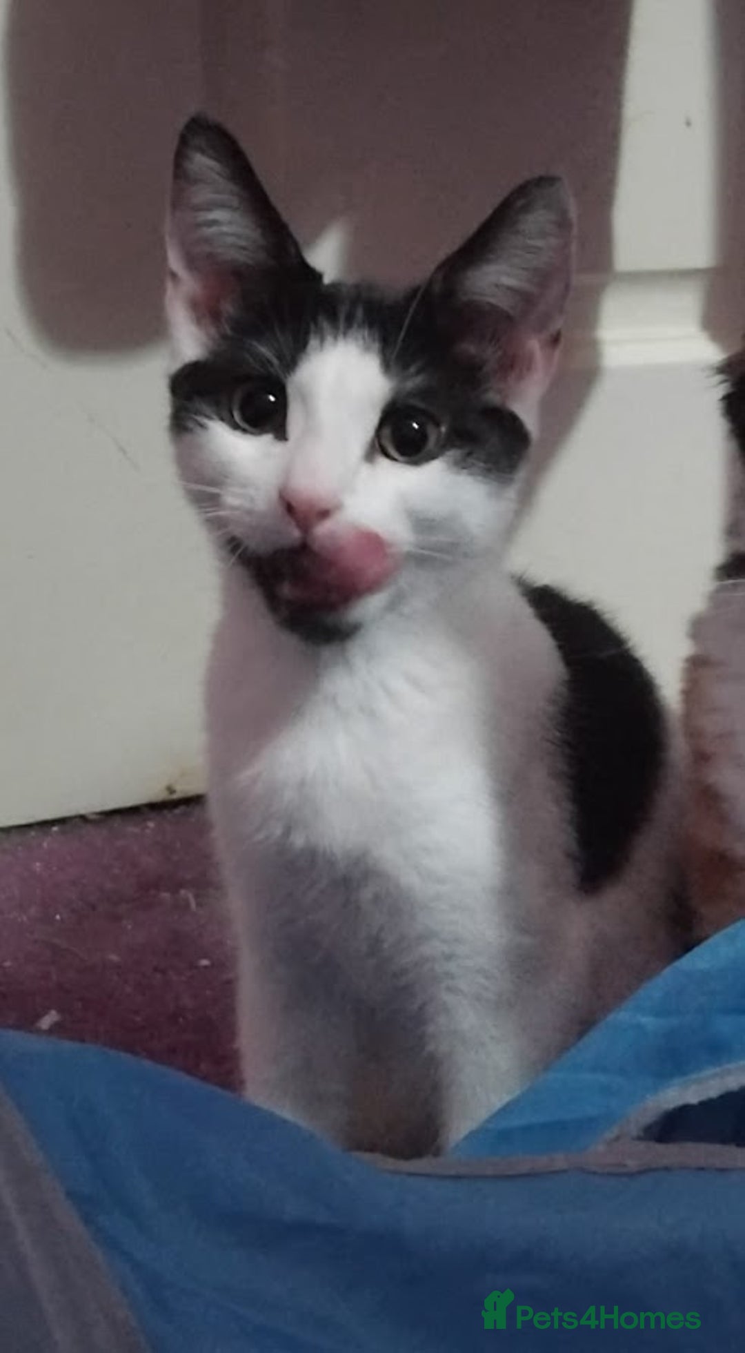 Mixed Breed cats for sale: Older Kittens for sale - Image 2