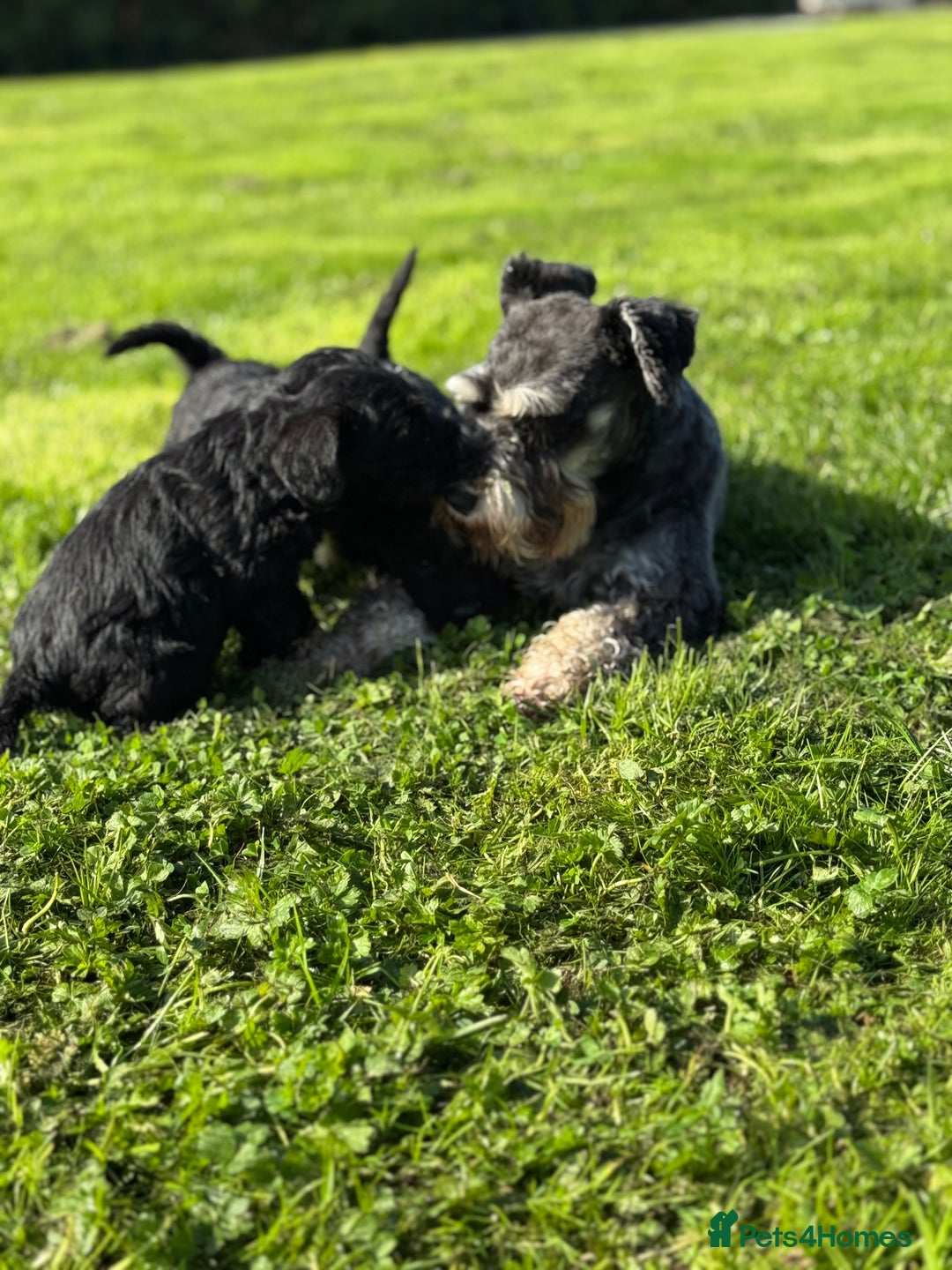 Schnoodle dogs for sale: Stunning Schnoodles, heath tested  - Image 12